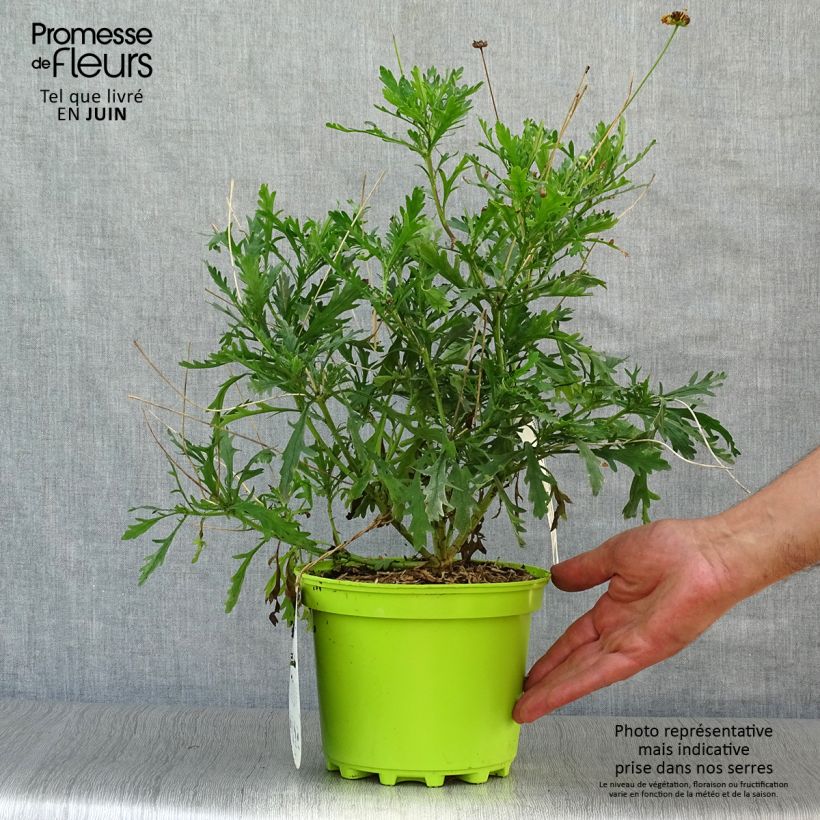 Euryops chrysanthemoides 2L/3L pot sample as delivered in summer