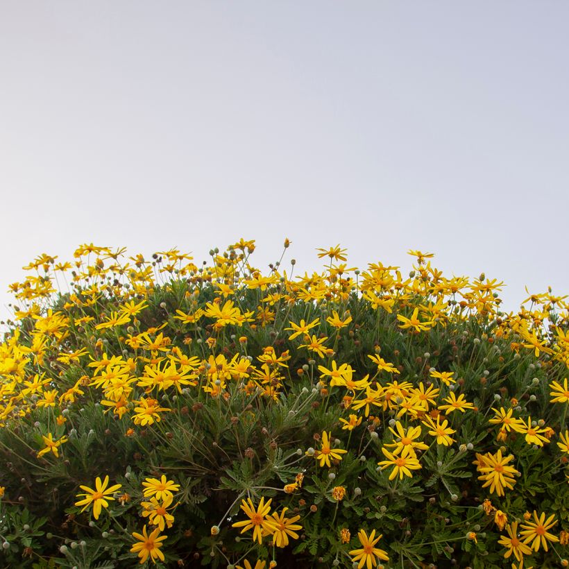 Euryops chrysanthemoides Sonnenschein (Plant habit)