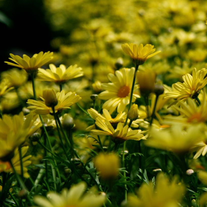 Euryops pectinatus (Flowering)