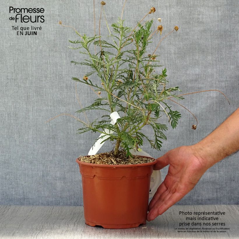 Euryops pectinatus 2L/3L pot sample as delivered in summer