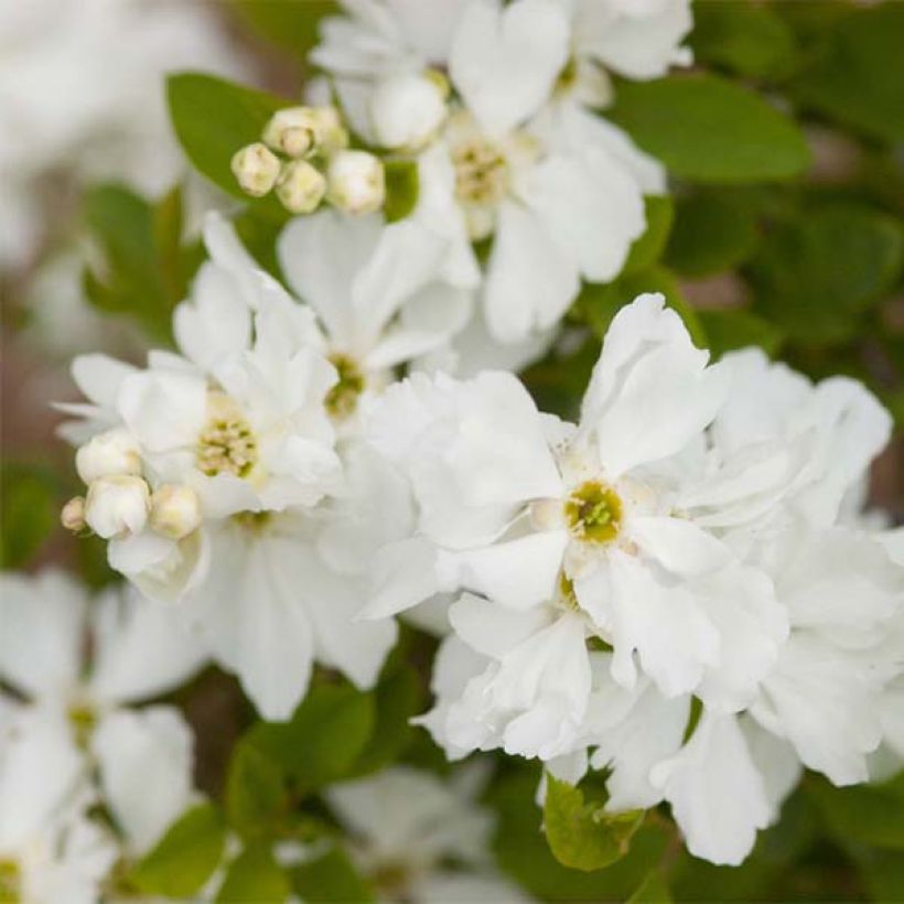 Exochorda  macrantha Lotus Moon (Flowering)