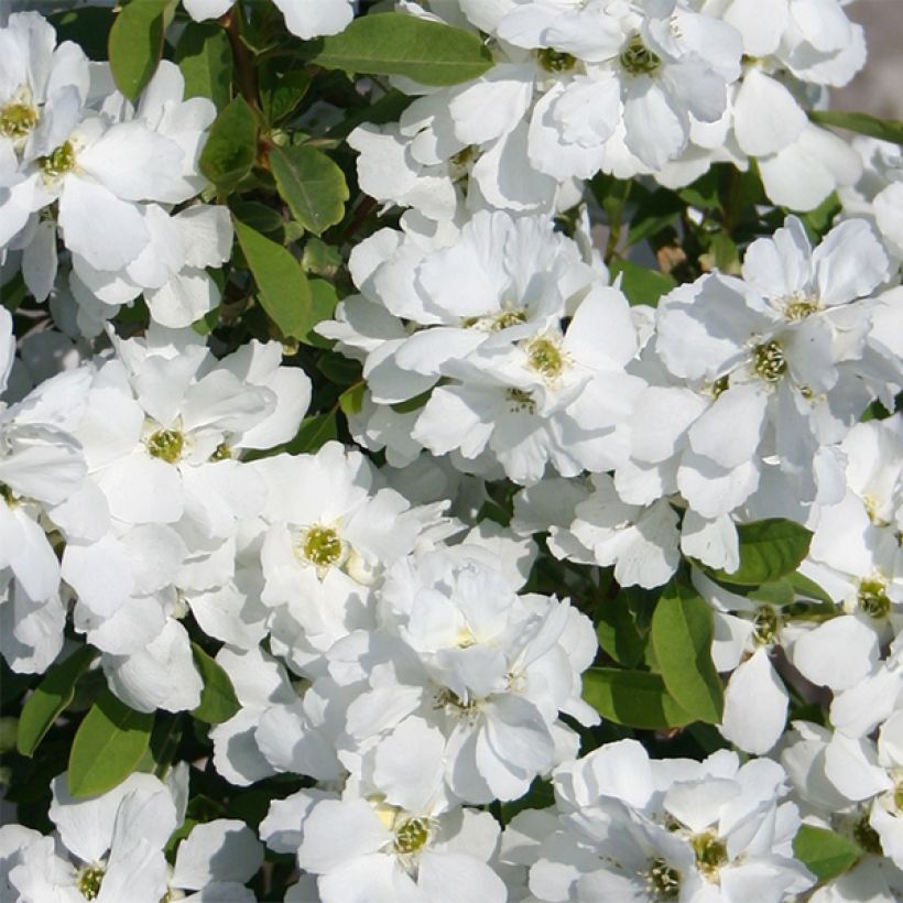 Exochorda racemosa Magical Springtime (Flowering)