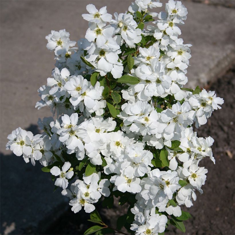 Exochorda racemosa Magical Springtime (Plant habit)