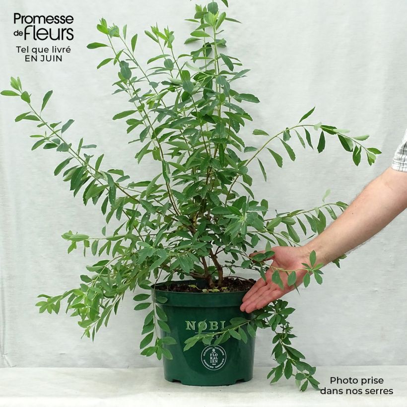 Exochorda racemosa Niagara 7.5L/10L pot sample as delivered in summer