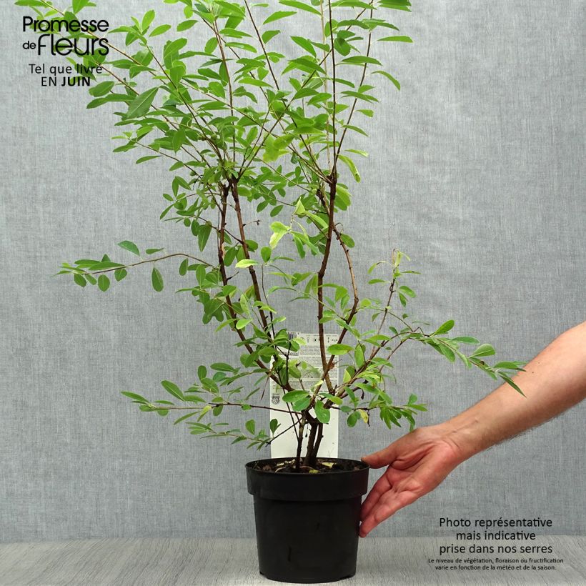Exochorda racemosa Niagara 3L/4L pot sample as delivered in summer