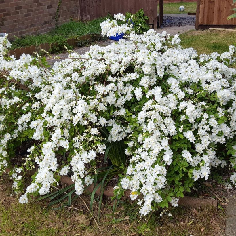 Exochorda serratifolia Snow White (Plant habit)