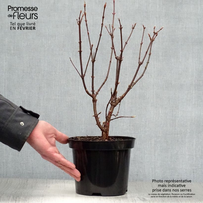 Exochorda serratifolia Snow White 2L/3L pot sample as delivered in winter