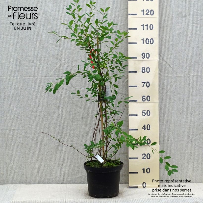 Exochorda macrantha  The Bride 7.5L/10L pot sample as delivered in summer