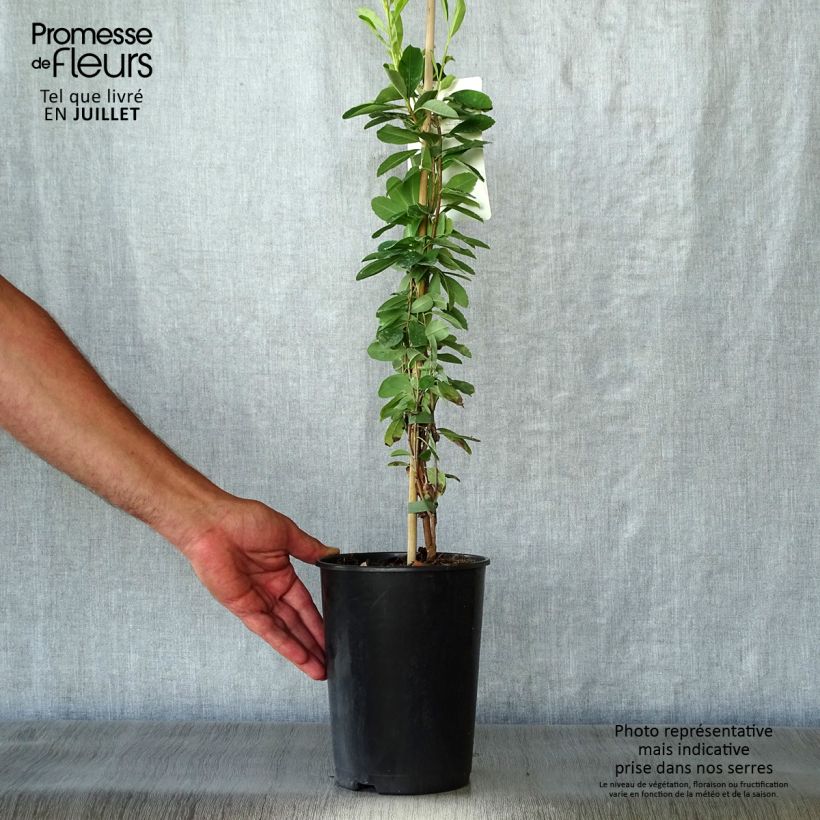 Exochorda macrantha  The Bride 2L/3L pot sample as delivered in summer