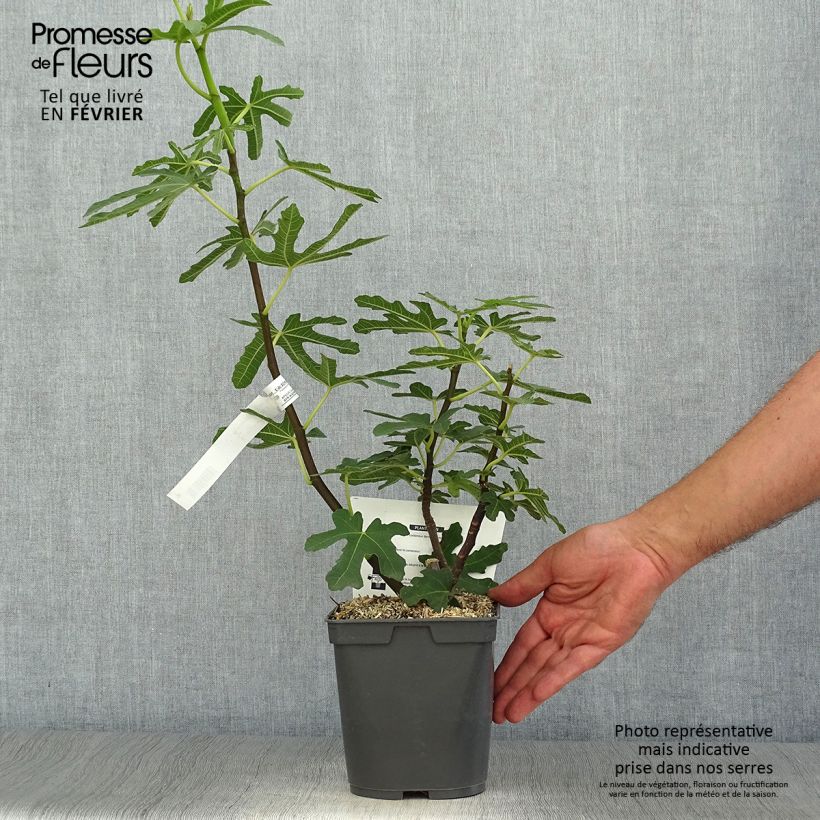 Fig Tree Marseillaise - Ficus carica 2L/3L pot sample as delivered in autumn