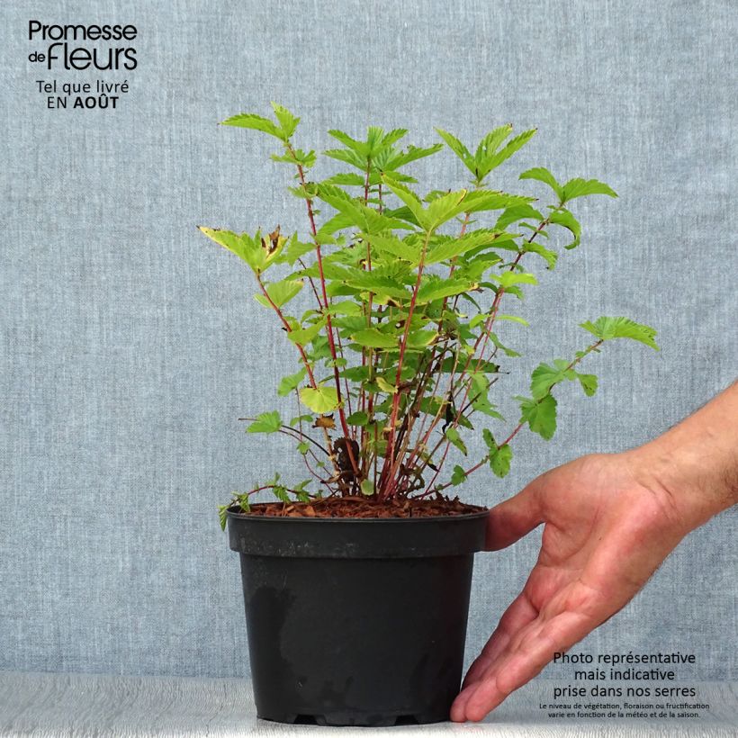 Filipendula ulmaria 2L/3L pot sample as delivered in summer