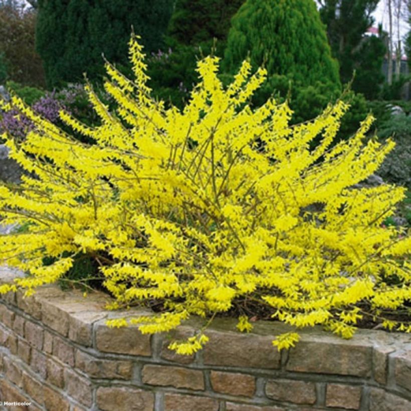 Forsythia intermedia Marée dOr (Plant habit)