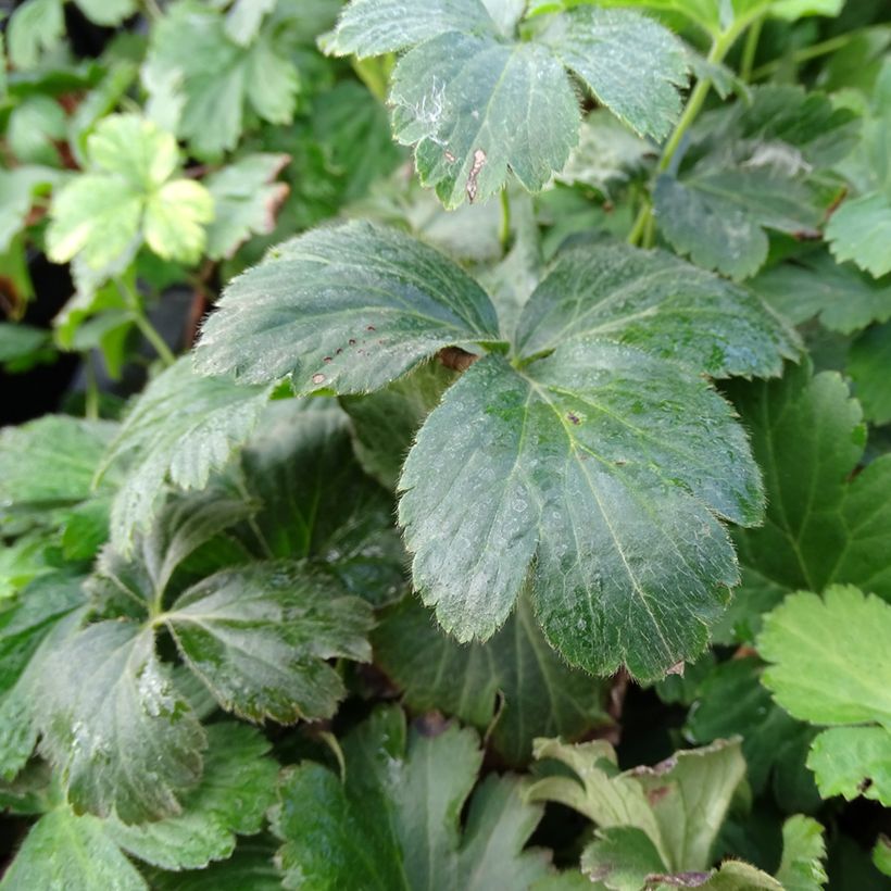 Waldsteinia ternata (Foliage)