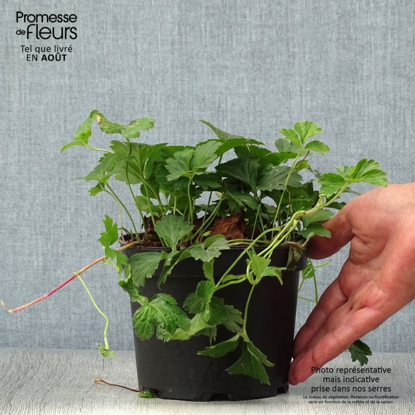 Waldsteinia ternata 2L/3L pot sample as delivered in summer