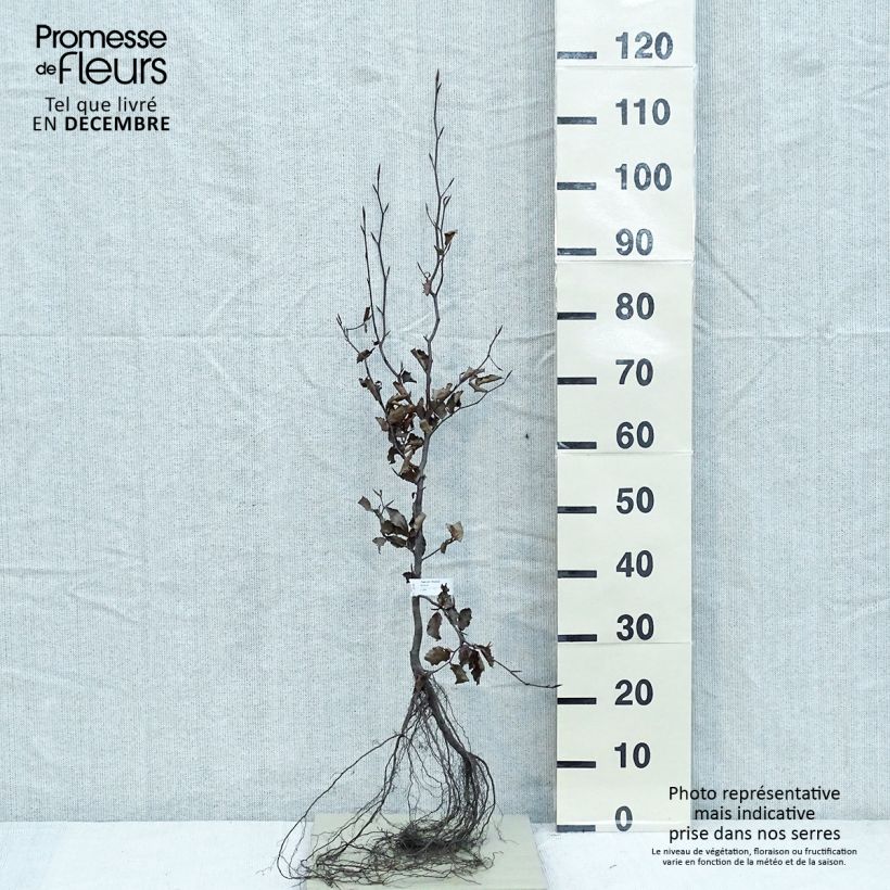Fagus sylvatica Atropurpurea - Beech Bare root sample as delivered in winter
