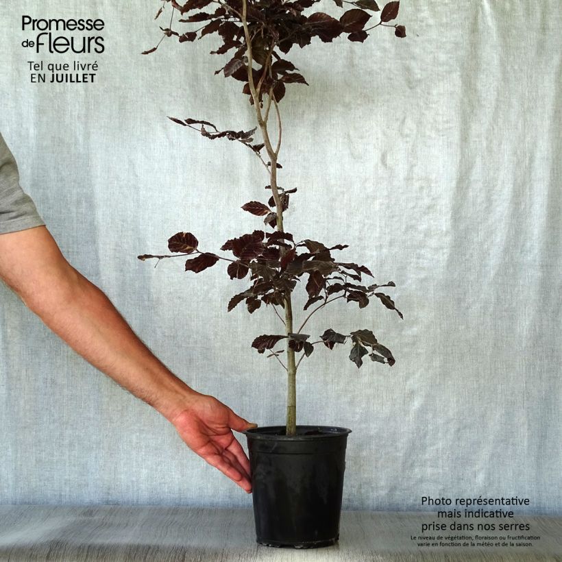 Fagus sylvatica Atropurpurea - Beech 2L/3L pot sample as delivered in summer