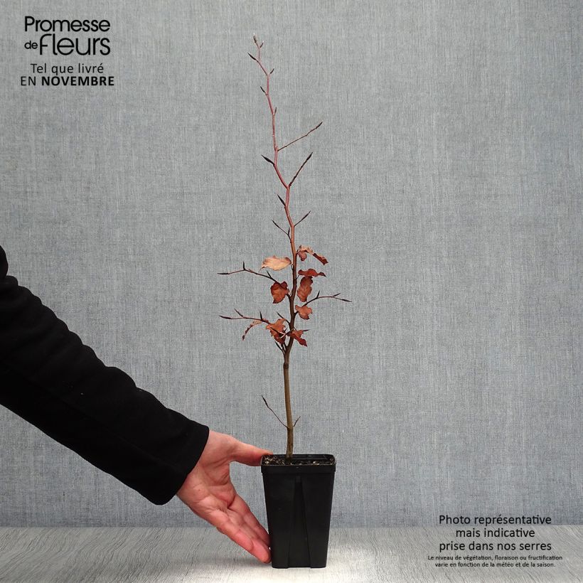 Fagus sylvatica Atropurpurea - Beech 8/9 cm pot sample as delivered in autumn
