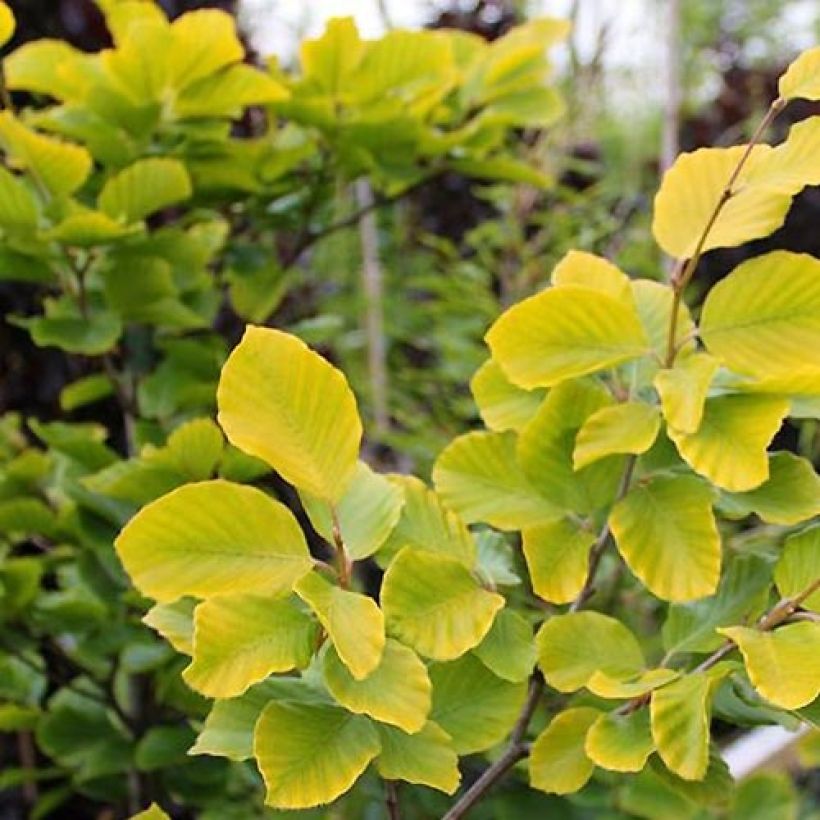 Fagus sylvatica Dawyck Gold - Beech (Foliage)