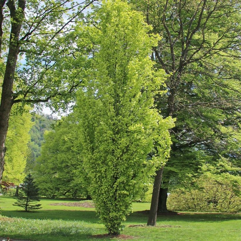 Fagus sylvatica Dawyck Gold - Beech (Plant habit)