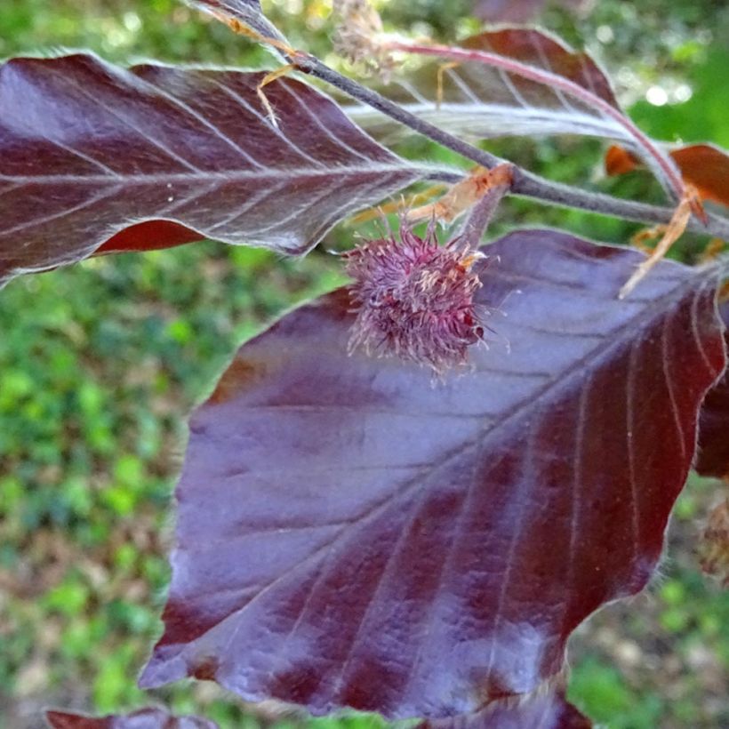 Fagus sylvatica Dawyck Purple - Beech (Foliage)