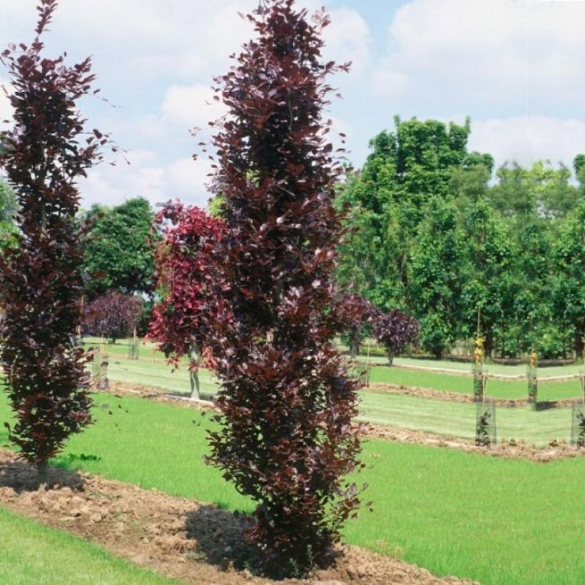 Fagus sylvatica Dawyck Purple - Beech (Plant habit)