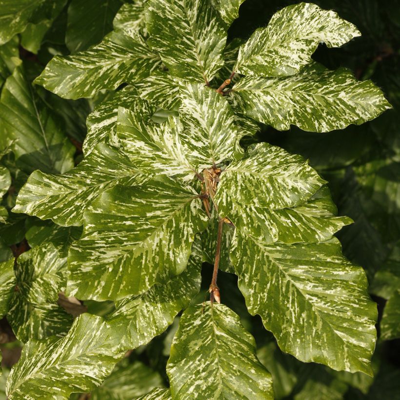 Fagus sylvatica Marmor Star - Beech (Foliage)