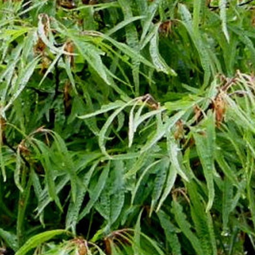 Fagus sylvatica Mercedes - Beech (Foliage)