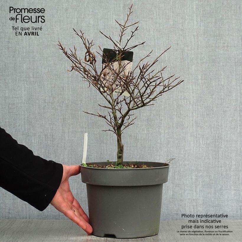 Fagus sylvatica Mercedes - Beech 4L/5L pot sample as delivered in spring