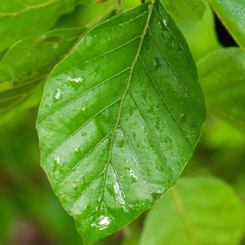 Fagus sylvatica Pendula  (Foliage)