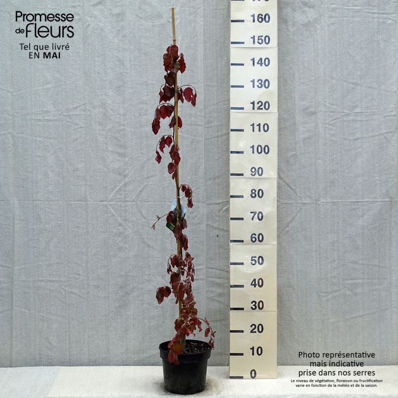 Fagus sylvatica Purple Fountain - Beech sample as delivered in spring