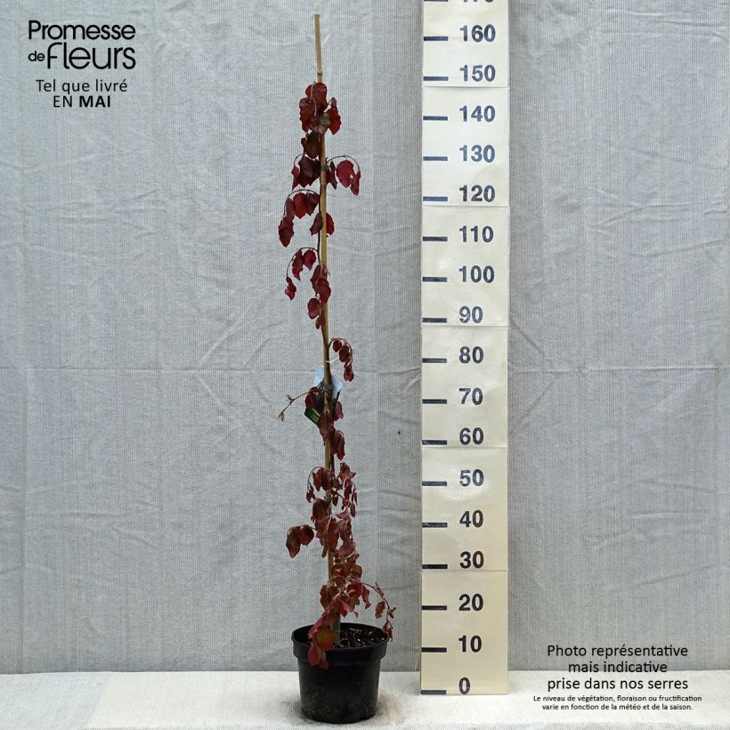 Fagus sylvatica Purple Fountain - Beech 4L/5L pot sample as delivered in spring