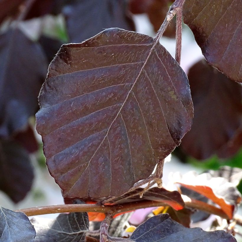 Fagus sylvatica Purple Fountain - Beech (Foliage)