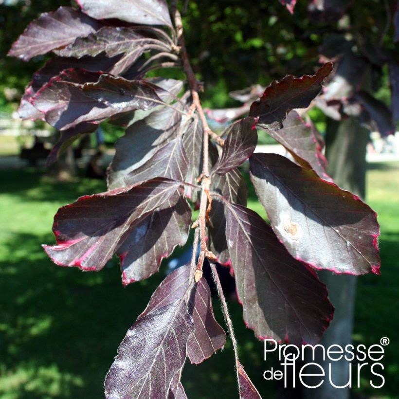 Fagus sylvatica Purpurea Pendula - Beech (Foliage)