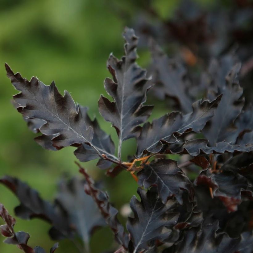 Fagus sylvatica Rohan Weeping - Beech (Foliage)