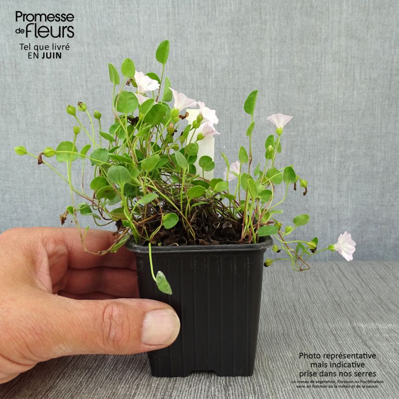 Falkia repens 8/9 cm pot sample as delivered in summer