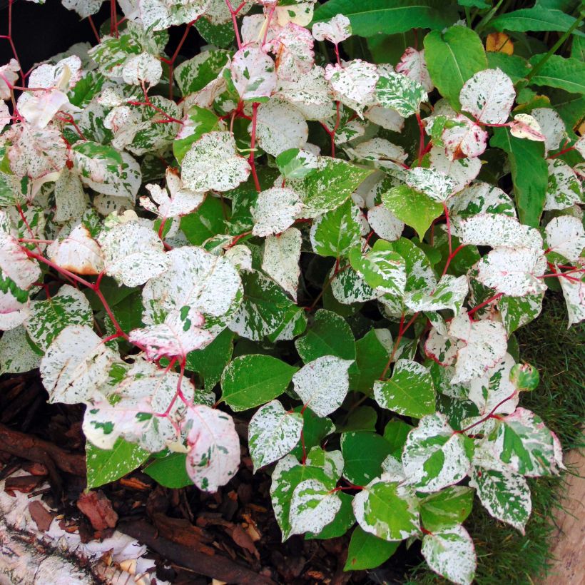 Fallopia japonica Variegata (Foliage)