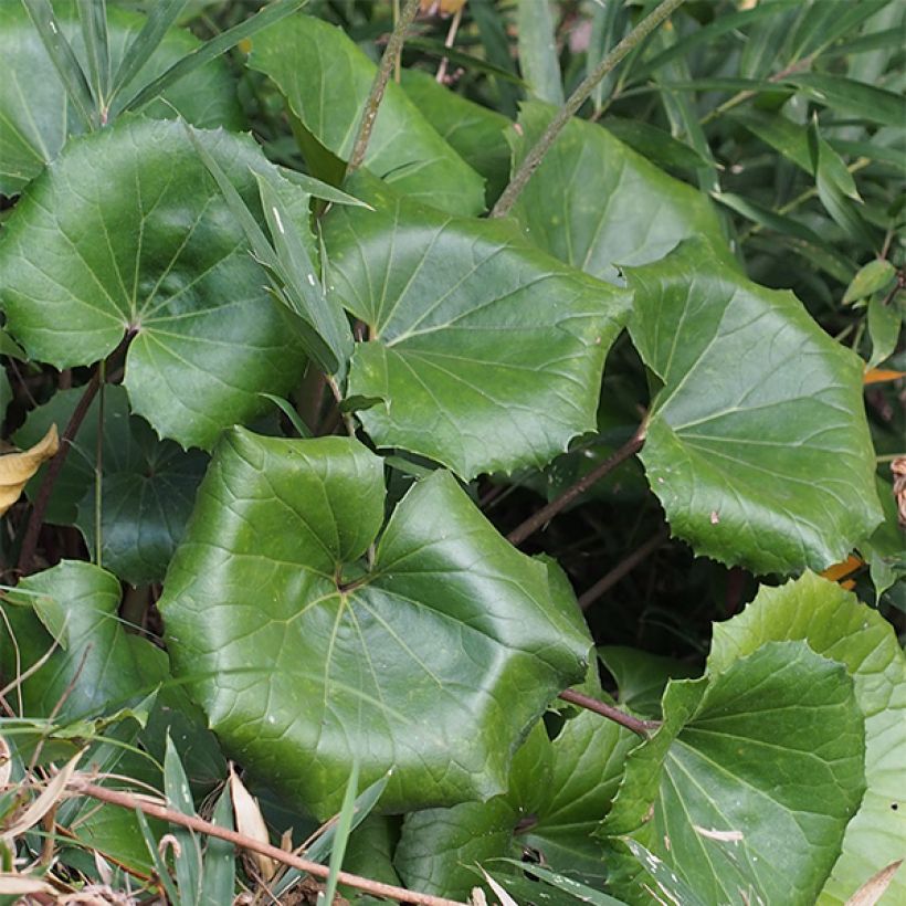 Farfugium japonicum (Foliage)