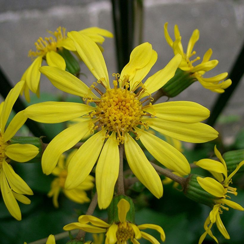 Farfugium japonicum (Flowering)