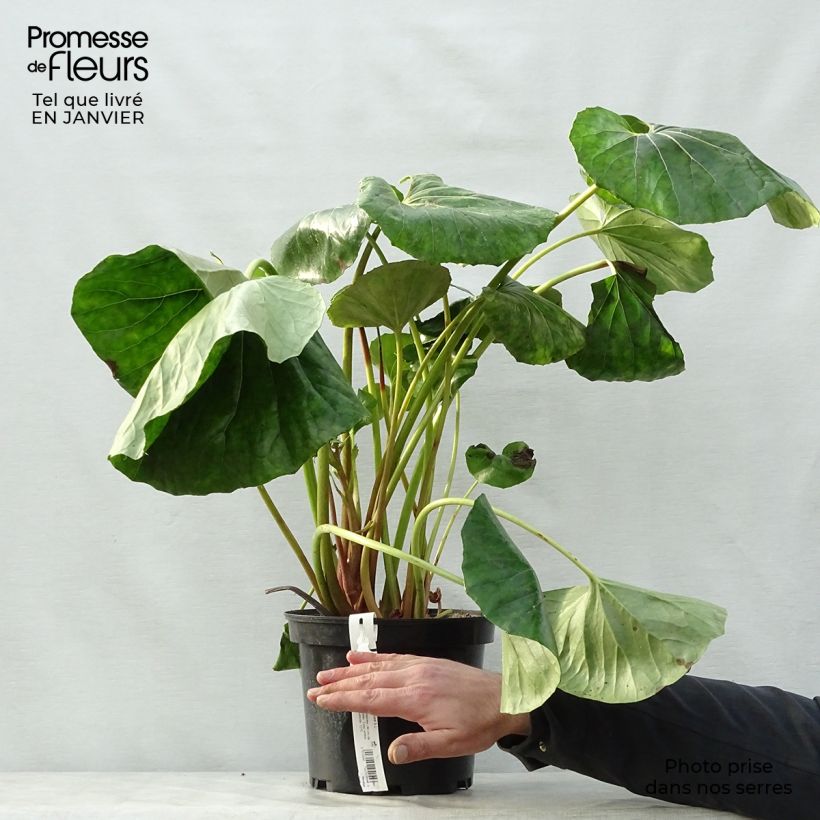 Farfugium japonicum Crispata 4L/5L pot sample as delivered in winter