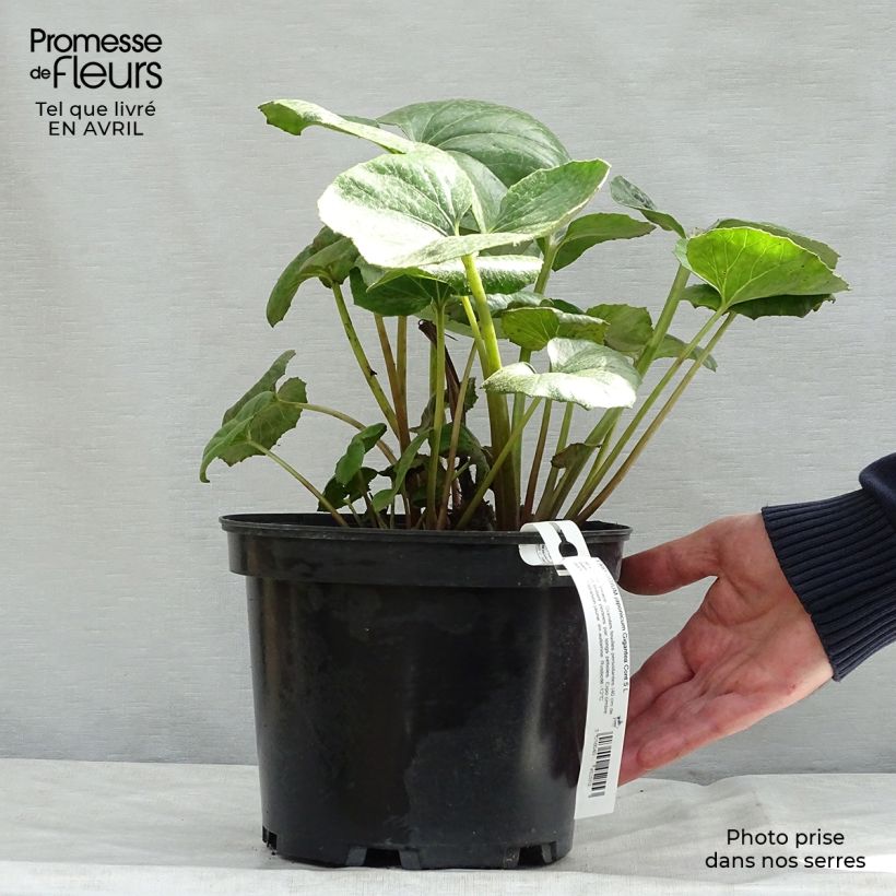 Farfugium japonicum Crispata 4L/5L pot sample as delivered in spring