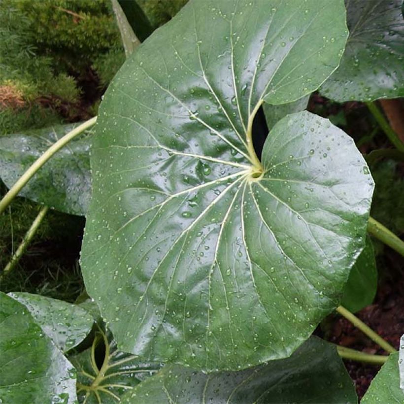 Farfugium japonicum Gigantea (Foliage)