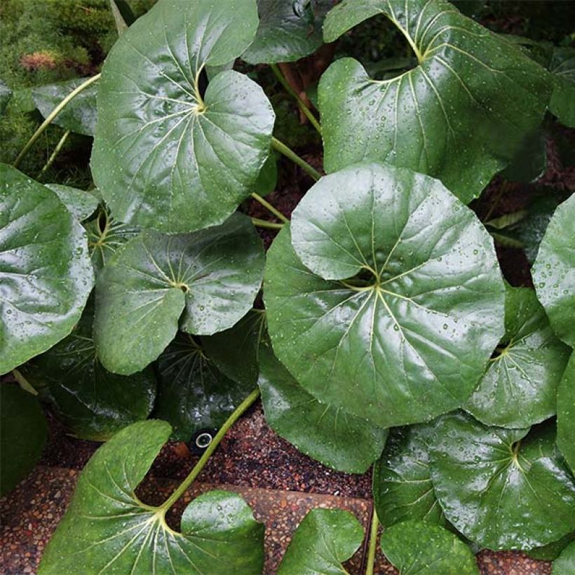 Farfugium japonicum Gigantea (Plant habit)