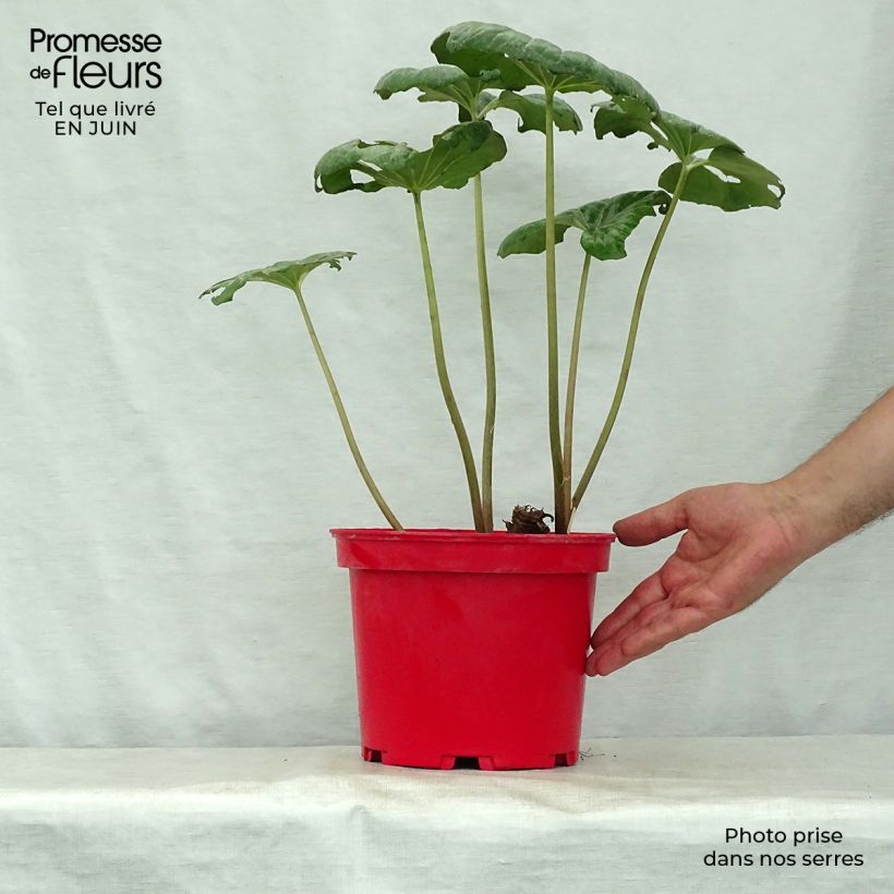 Farfugium japonicum 3L/4L pot sample as delivered in summer