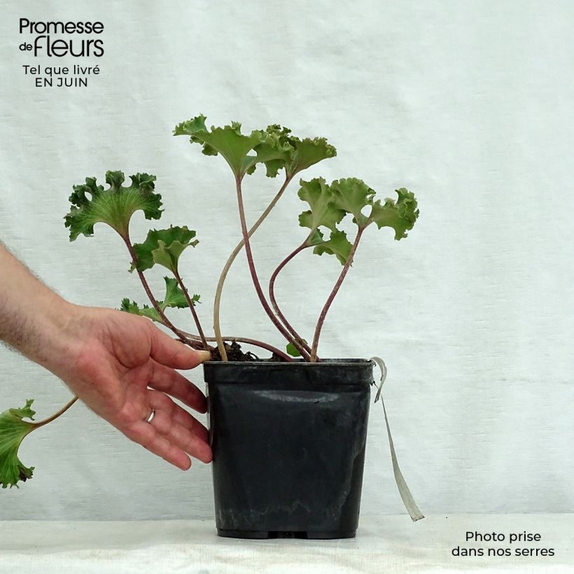 Farfugium japonicum Wavy Gravy 2L/3L pot sample as delivered in summer