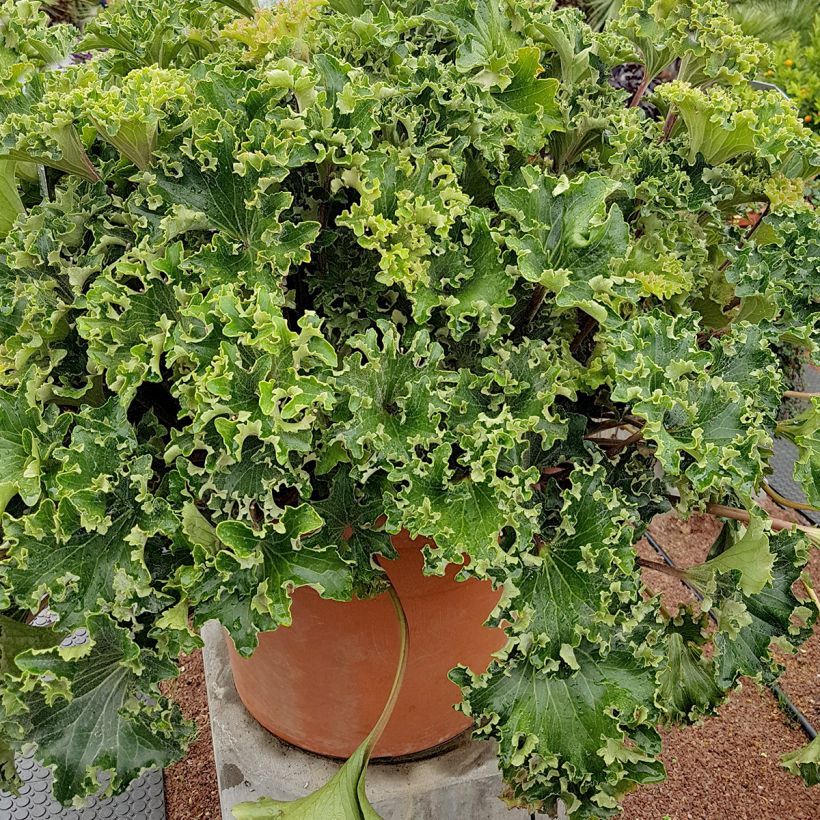 Farfugium japonicum Wavy Gravy (Plant habit)