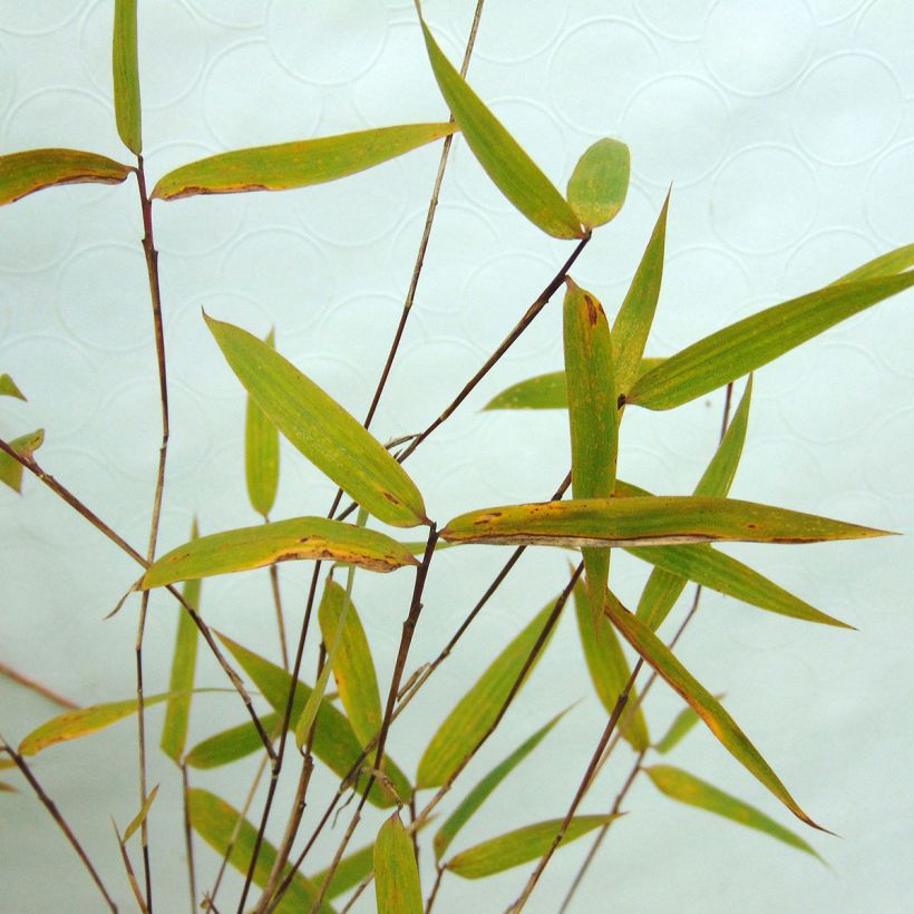 Fargesia Green Dragon (Foliage)