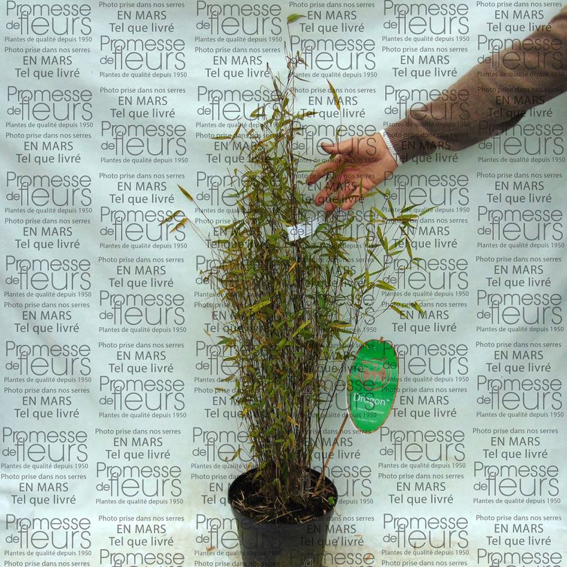 Example of Fargesia Green Dragon 2L/3L pot specimen as delivered