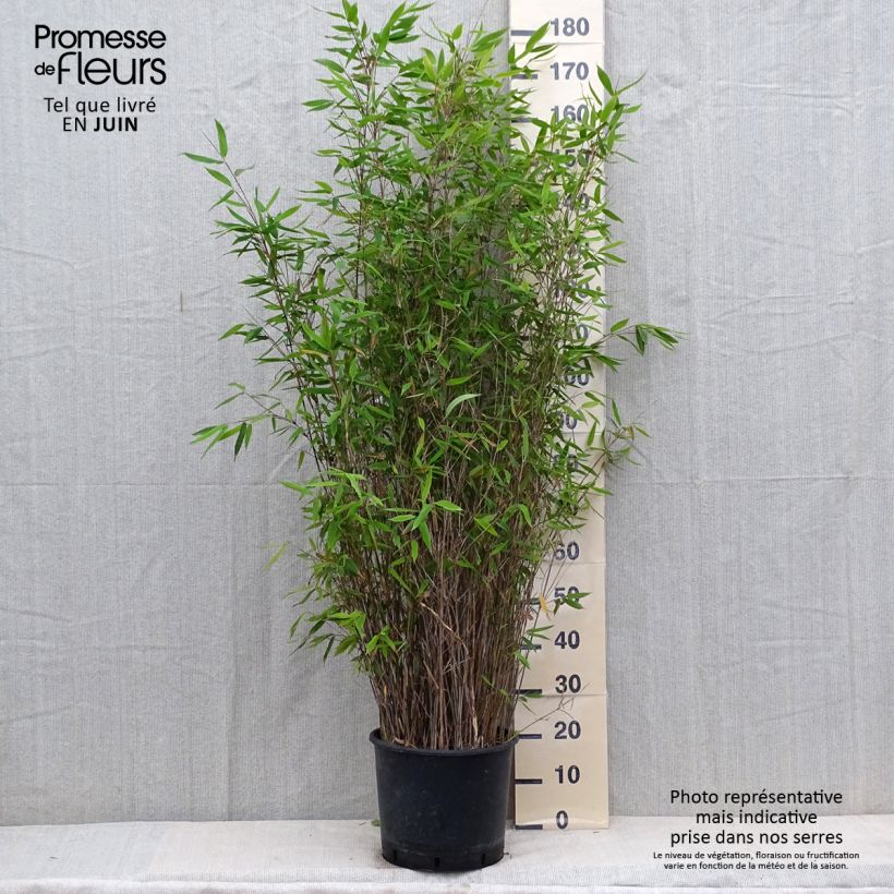Fargesia Viking 7.5L/10L pot sample as delivered in summer