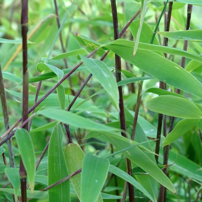 Fargesia Viking (Foliage)