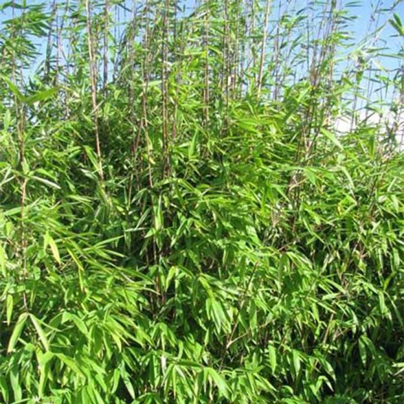 Fargesia Winter Joy - Non-running Bamboo (Foliage)